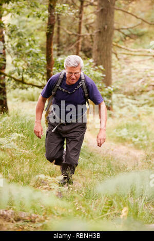 Im mittleren Alter Mann mit einem Rucksack wandern im Wald, Erhöhte Ansicht von vorne, volle Länge Stockfoto