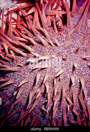 Diese Nahaufnahme eines Teils der Krone von Dornen Starfish (Acanthaster planci) zeigt seine überaus scharfe rote Spitze giftige Stacheln, jeweils nur etwa 3 cm in der Länge. Markantes Erscheinungsbild des Tieres und hohe Sichtbarkeit als Warnung dienen, potentielle Raubtiere, die versuchen, es zu essen, sehr schmerzhaften Wunden führen würde. Die Art ist weit verbreitet in der indopazifischen Region gefunden, darunter das Rote Meer, wo ich das Bild. Diese Seesterne essen Hartkorallen unersättlich und, wenn sie in hohen Dichten, erhebliche reef Degradation - manchmal ganze Bereiche von Reef kann in Schutt und Asche verursachen können. Stockfoto