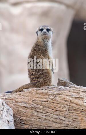 Ein Erdmännchen (Suricata suricatta) Wache auf ein Protokoll bereit Gefahr für seine Familie zu kommunizieren. Stockfoto