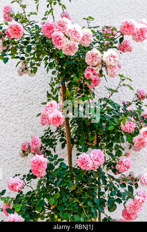 Rosa Blühende Kletterrosen am Weißen Haus Wand Stockfoto