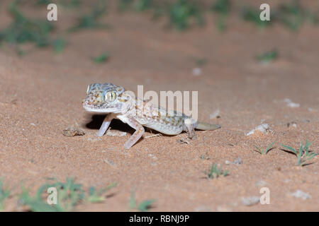 Gecko in die Vereinigten Arabischen Emirate in der Nacht. Stockfoto