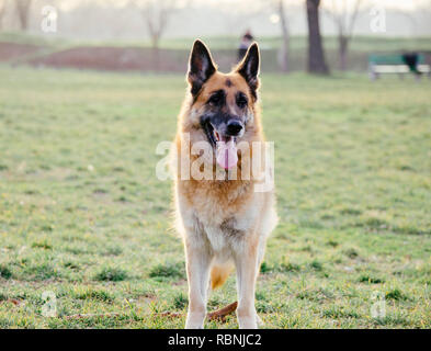 Deutscher Schäferhund spielt im Park. Dog Portrait bei Sonnenuntergang. Stockfoto