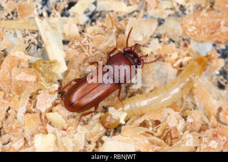 Breite - gehörnte Mehl-käfer (Gnatocerus Dais) ist ein gespeichert Pest Stockfoto