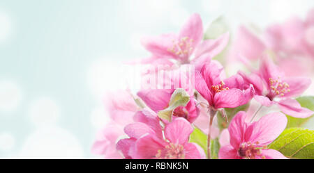 Schöner Frühling Blumen im japanischen Garten Nahaufnahme mit Bokeh abstrakte hellen Hintergrund. Frühling Natur wallpaper Art. Cherry Blossom design Banne Stockfoto