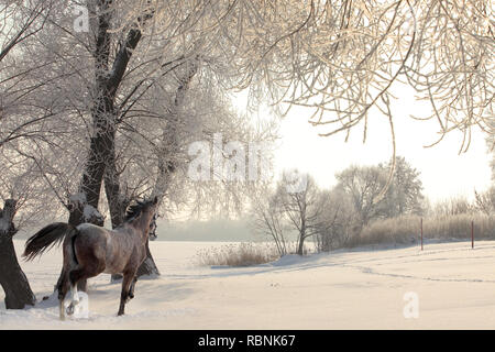 Dapple-Grey Arabisches Pferd in Bewegung auf Schneefeld Stockfoto