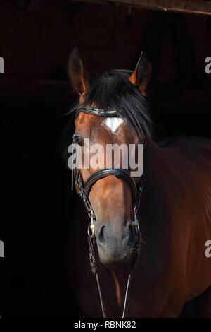 Reinrassige sport Dressurpferd portrait in dunklen stabiler Hintergrund Stockfoto