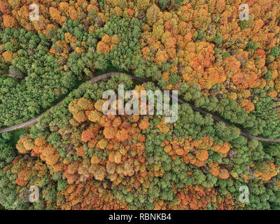 bunte Bäume im Herbst Stockfoto