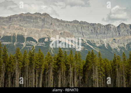 Wald Baum mit Berge hinter In Alaska Stockfoto