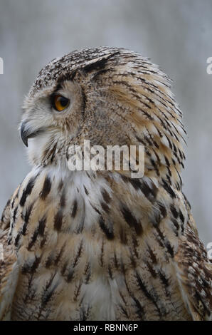 Sibirische Adler-Eule (Bubo bubo yenisseensis) Stockfoto