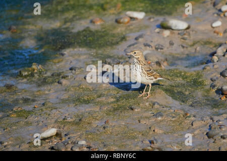 Ein Felsen Pieper (anthus Petrosus) stehen auf einem Strand mit Felsen auf der Suche nach der nächsten Mahlzeit, England, Großbritannien Stockfoto