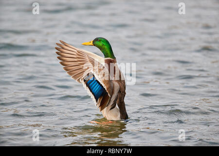 Eine einzelne männliche Stockente (Anas Playtrhynchos) saß aufrecht im Wasser mit Flügel öffnen Vorbereitung abnehmen Stockfoto