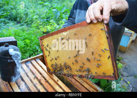 Imker Holding mit seinen Händen Rahmen der Waben aus dem Bienenstock mit Honig Bienen. Nahaufnahme auf die Bienenzucht. Stockfoto