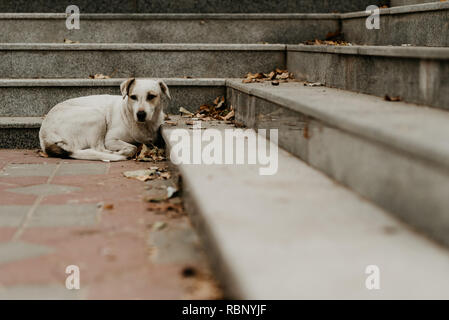 Straßenhund Stockfoto