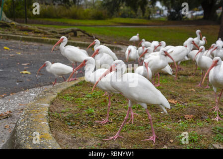 White Ibis versammeln sich um einen städtischen Teich in Gainesville, Florida. Stockfoto