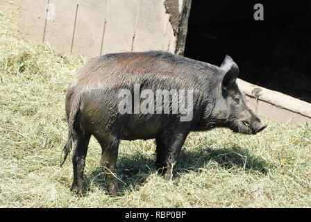 Ein kleines Wildschwein essen Heu in einem Schweinestall Stockfoto