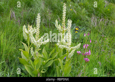 Falsche helleborine/Europäischen Weißen Germer/Weiß veratrum (Veratrum album) und Martagon Lily/Turk cap Lilie (Lilium martagon) in Blume Stockfoto