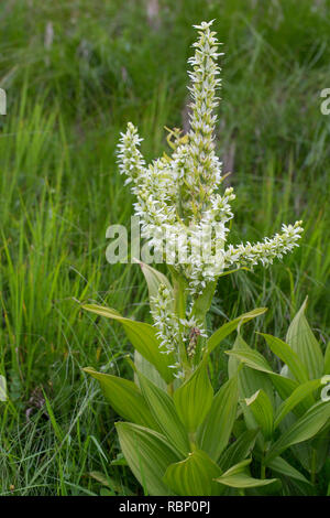 Falsche helleborine/Europäischen Weißen Germer/Weiß veratrum (Veratrum album/Veratrum lobelianum Frbull) in Blume Stockfoto