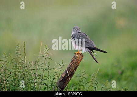 Montagu's Harrier (Circus pygargus), männlich auf Zaunpfosten in Grünland gehockt Stockfoto