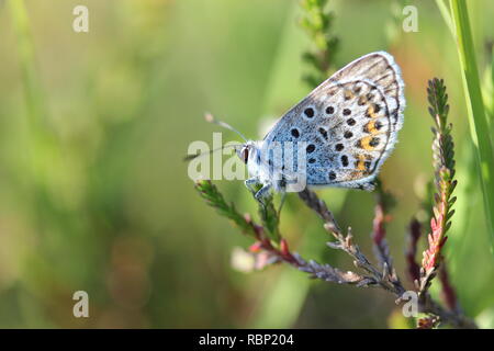 Silber - verzierte blauer Schmetterling im New Forest National Park, England Stockfoto