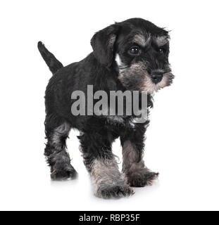 Zwergschnauzer Welpen vor weißem Hintergrund Stockfoto