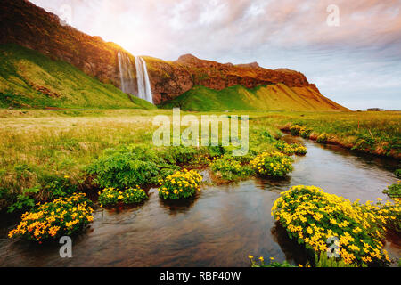 Schöne Aussicht auf blühende grünes Feld in Sonnenlicht. Dramatische und wunderschöne Szene. Beliebte Touristenattraktion. Ort berühmten Seljalandsfoss waterfa Stockfoto