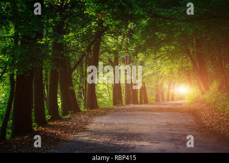 Magischer Tunnel und Pfad durch einen dichten Wald glühende durch Sonnenlicht. Der Weg von Sträuchern umrahmt. Dramatische und wunderschöne Szene. Ort Ternopil Stockfoto