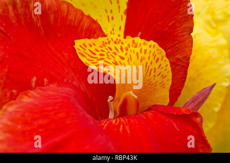 Canna Blüten in hängenden Garten, Mumbai, Maharashtra Indien, Asien Stockfoto