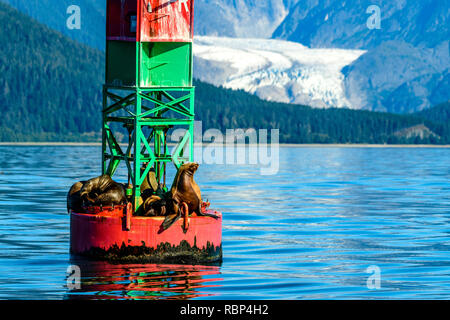 Seelöwen sonnen sich auf einem Kanal in der Nähe von Mendenhall Gletscher in der Tongass National Forest Boje Stockfoto