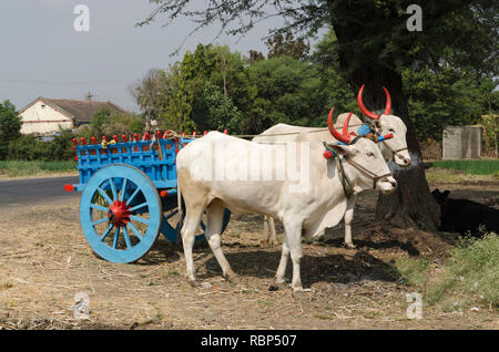 Ochsenkarren, Pune, Maharashtra, Indien, Asien Stockfoto