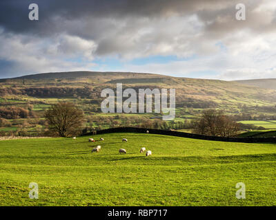 Blick über Bishopdale in Richtung Pen Hill in der Nähe von Thoralby Yorkshire Dales England Stockfoto