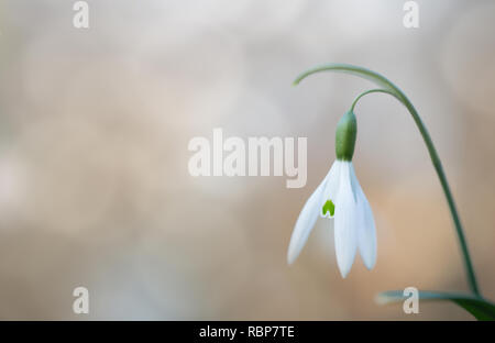 Snow drop Frühjahr weiß wild Flower, Hintergrund. Galanthus nivalis blüht im Winter und eine der ersten Wildblumen des Jahres. Stockfoto