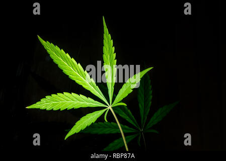 Einzigen hellen Cannabis Blatt Stockfoto