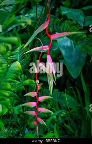 Karabinerverschluss oder Rosa Heliconia Rostrata Werk auch als Falscher Paradiesvogel in Singapur Botanischen Gärten bekannt Stockfoto