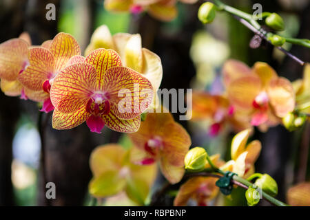 Vibrant orange gestreiften Orchideen im Botanischen Garten in Singapur Stockfoto