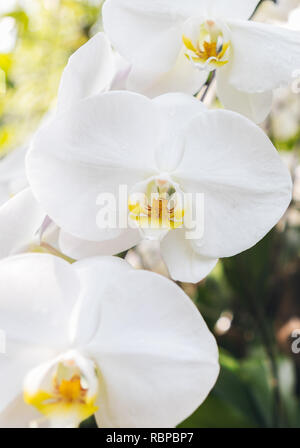 Weiße Orchideen im Botanischen Garten in Singapur Stockfoto