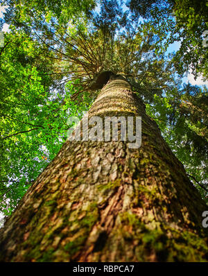 Großen alten Baum in Berg mit Sonnenlicht Stockfoto