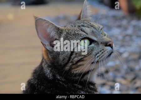 Seite Profil eines 6 Jahre alten weiblichen Tabby markiert moggy im Garten gefangen. Stockfoto