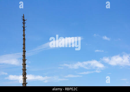 Baum mit allen Zweige abgeschnitten gegen einen blauen Himmel mit dünnen Wolken isoliert Stockfoto