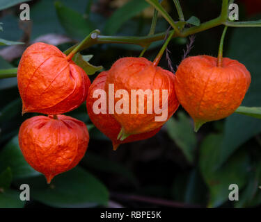 Die orange Samenkapseln von Physalis alkekengi werden auch als Blase cherry bekannt, Chinesische Laterne, Japanische Laterne, Erdbeere groundcherry oder Winter che Stockfoto