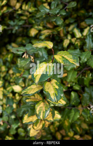 Elaeagnus pungens maculata bunte Blätter Stockfoto