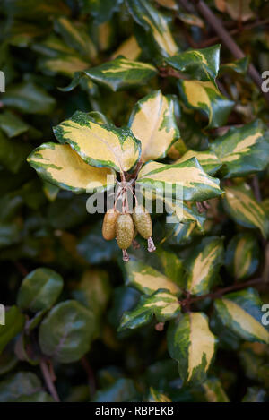 Elaeagnus pungens maculata bunte Blätter Stockfoto