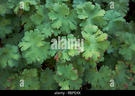 Geranium macrorrhizum Laub im Herbst Stockfoto