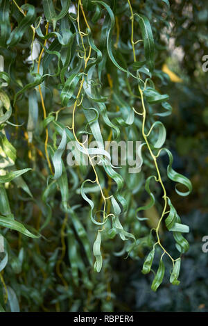 Salix alba Zweig Stockfoto