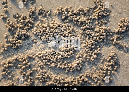 Kleine Krabbe ein Loch an sonnigen Pantai Cenang Strand auf der tropischen Insel Langkawi in Malaysia. Wunderschöne Natur in Südostasien. Stockfoto