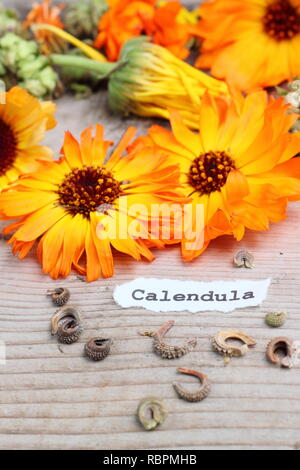 Calendula. Gespeichert Samen und Blüten der Calendula, oder Pot marigold, Großbritannien Stockfoto