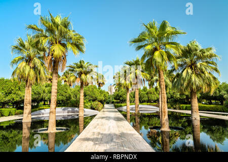 Palm Grove in Al Shaheed Park, Kuwait City Stockfoto