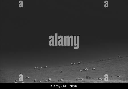 Dramatische wolkenlosen Himmel über Schafe in der Nähe des Leuchtturms im Startpunkt, Devon, England, UK, Schwarz und Weiß Stockfoto