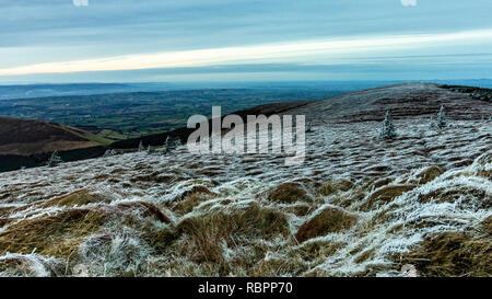 Eine verschneite Hügel in den Wicklow Mountains übersät ist mit mehreren kleinen Bäume in einem Feld von Heather Stockfoto