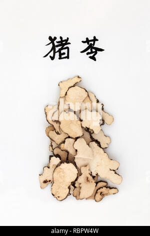 Pilz polyporus sclerotium Kraut in der chinesischen Kräutermedizin verwendet. Übersetzung lautet wie Pilz polyporus sclerotium. Stockfoto
