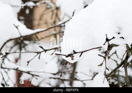 Zweige mit Schnee im Winter Garten abgedeckt Stockfoto